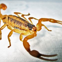 Escorpion Rayado