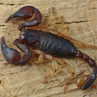 Escorpion Euscorpius flavicaudis